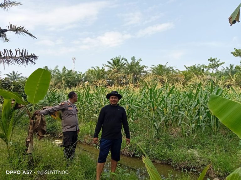 Polsek Indrapura, Melaksanakan Kegiatan Koordinasi serta Pengecekan Lahan ketahanan Pangan.di Desa Mekar Sari, laut tador, Batubara. Polsek Indrapura, Melaksanakan Kegiatan Koordinasi serta Pengecekan Lahan ketahanan Pangan.di Desa Mekar Sari, laut tador, Batubara.