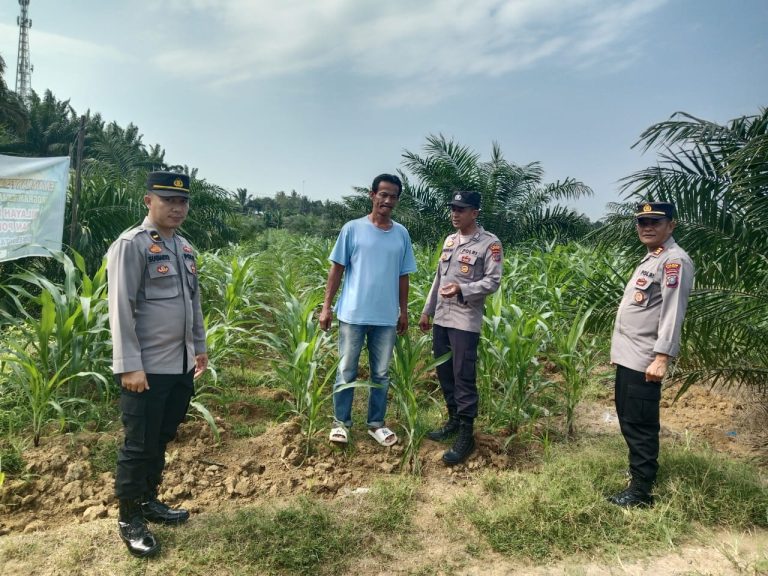 Sat Binmas Polres Batu Bara ,Giat Pengecekan Program Ketahanan Pangan dan Pemanfaatan Lahan. Sat Binmas Polres Batu Bara ,Giat Pengecekan Program Ketahanan Pangan dan Pemanfaatan Lahan.