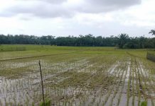 Kelangkaan pupuk di desa sumber tani dan seimuka, ratusan hektar sawah berpotensi gagal panen